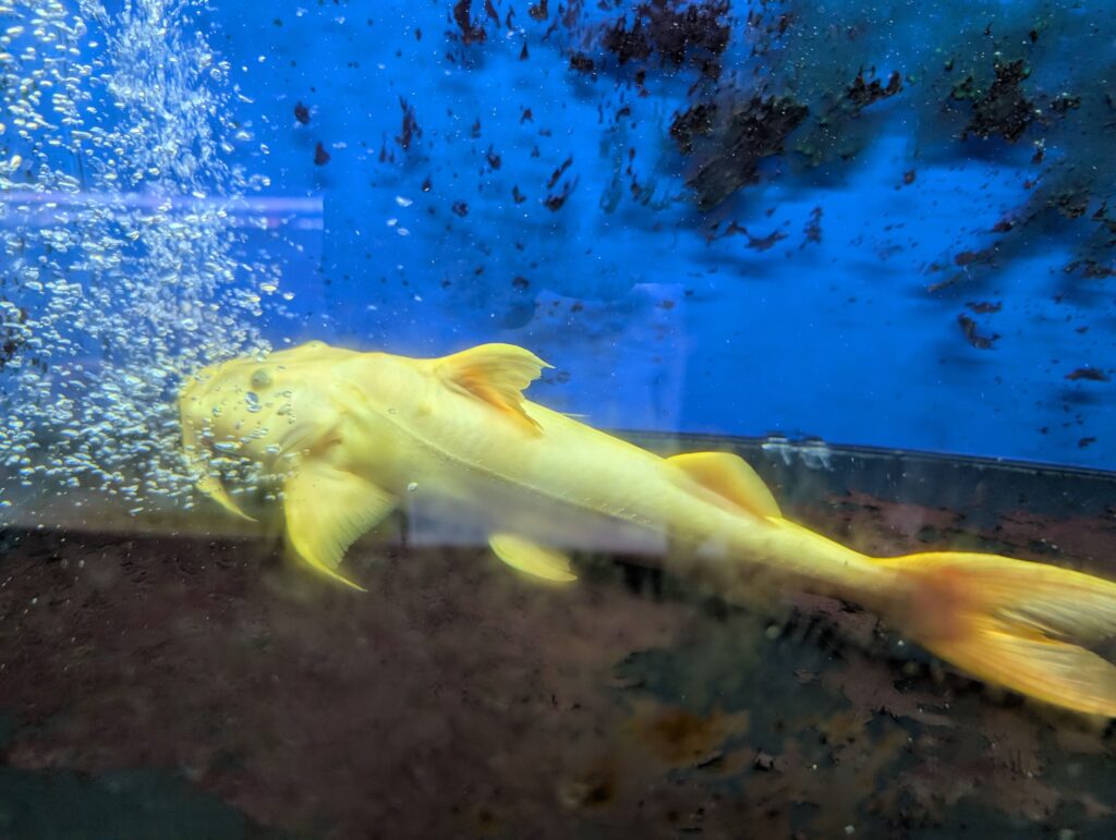 淡い黄色の体色を持つアルビノ個体