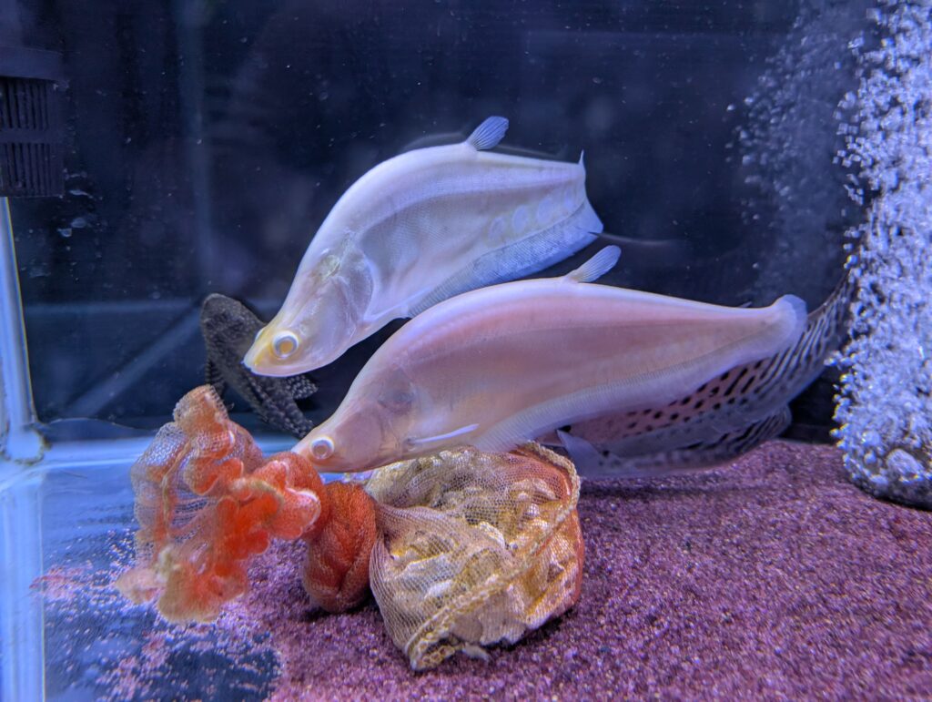 Albino fish with pale body color and light-colored eyes