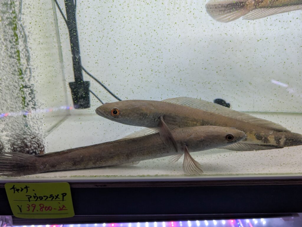 찬나류 스네이크헤드 계열 대형어