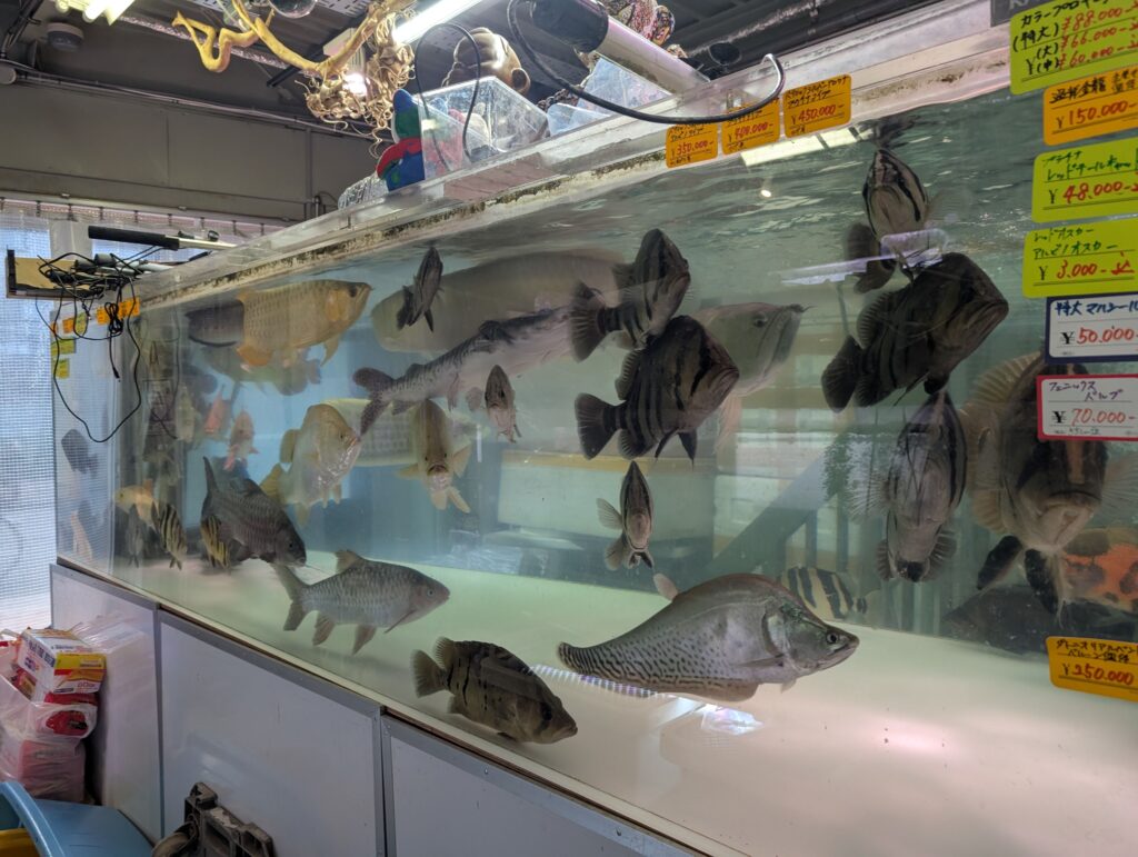 複数の大型魚が展示されているビリーケンの大型水槽