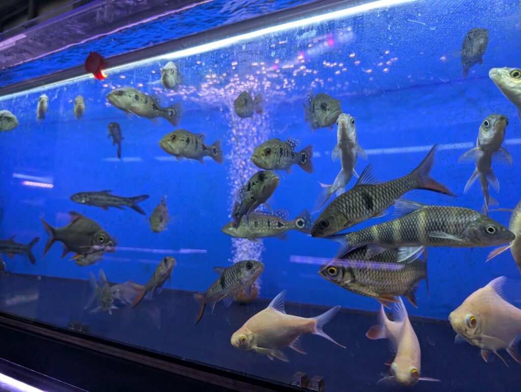 さまざまなサイズの魚が展示されている大型水槽