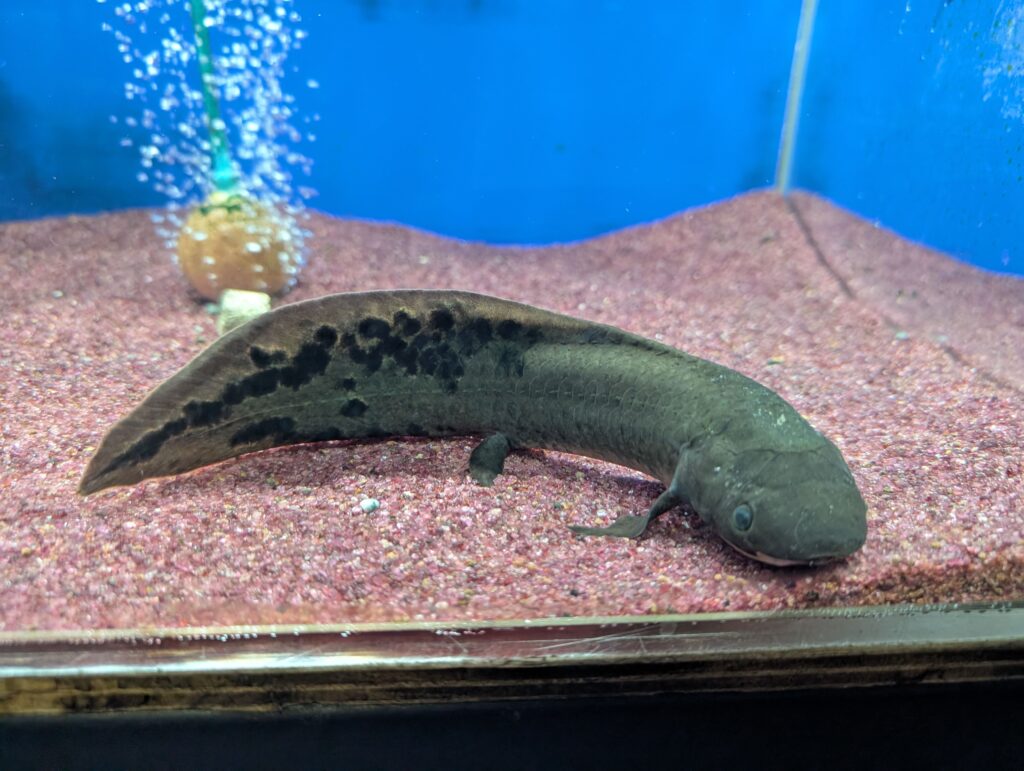 オーストラリアハイギョ ネオケラトドゥス