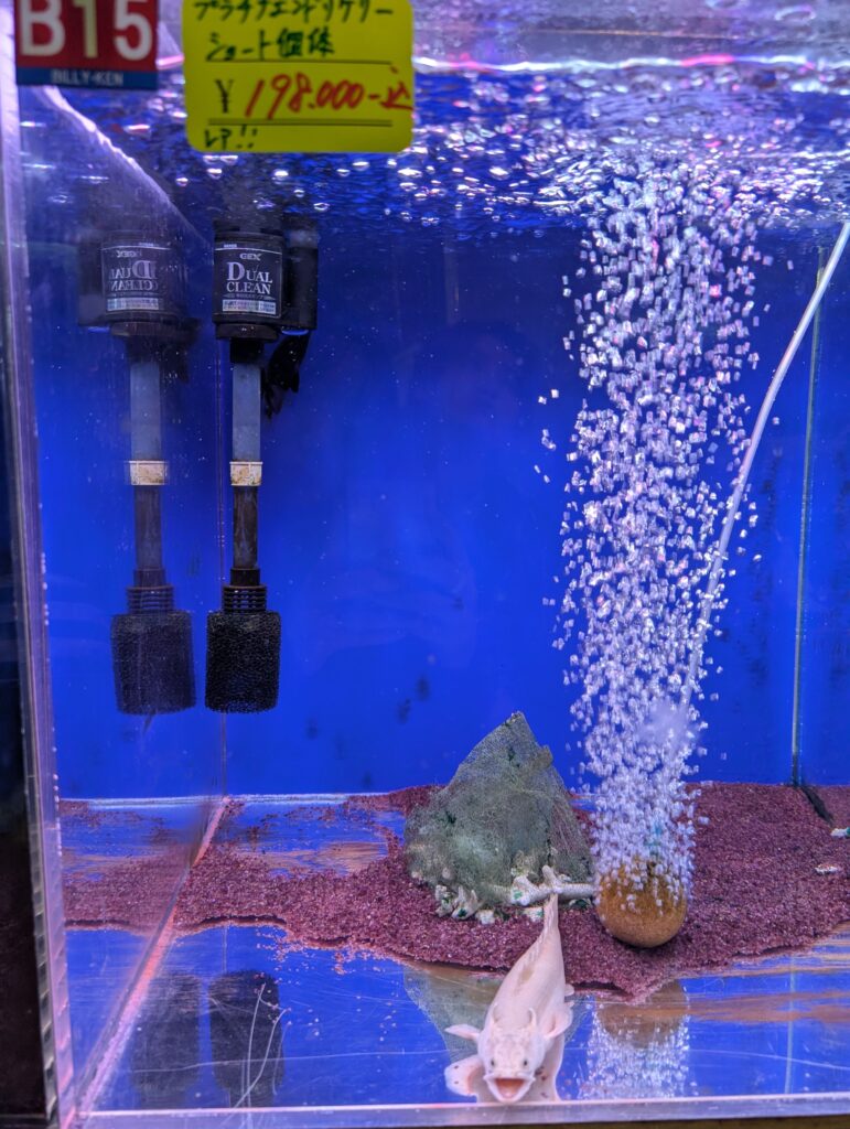 Platinum Endlicheri, a color variant of Polypterus endlicheri