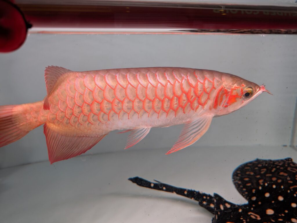 Red-colored arowana-type fish on display at Billy-Ken