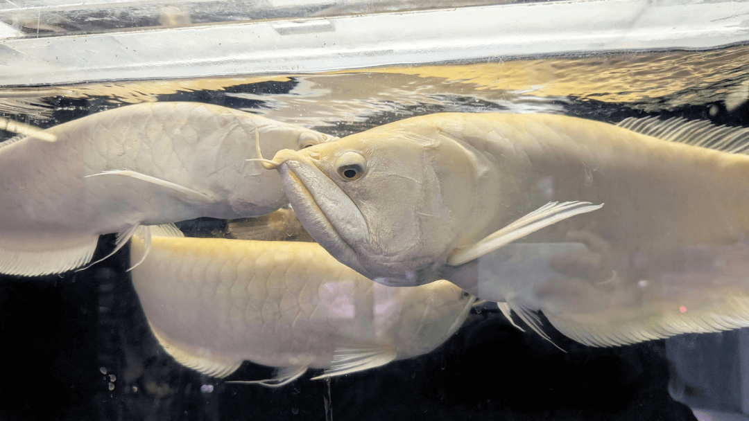 Close-up of a light-colored arowana swimming near the surface at Billy-Ken large and ancient fish aquarium shop in Osaka