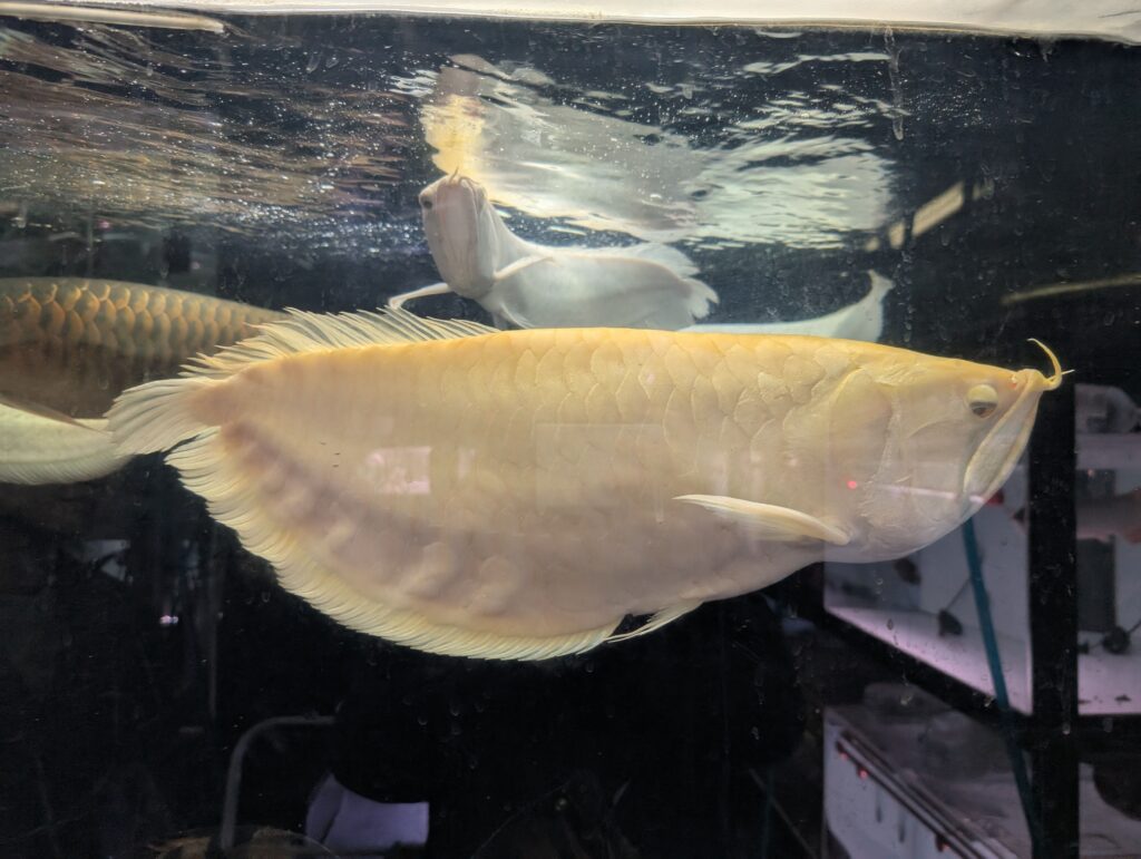 Light-colored arowana-type fish at Billy-Ken