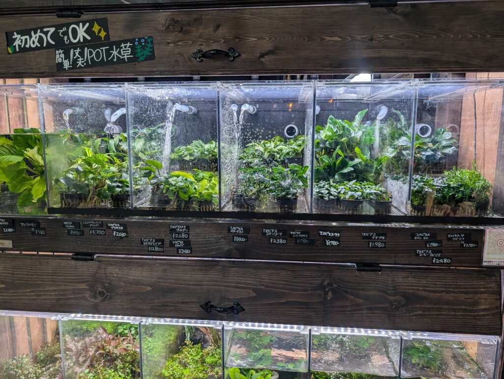 Anubias nana and aquatic plants