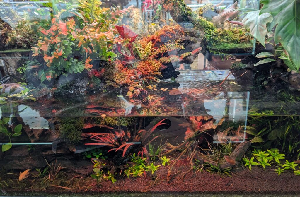 Aquatic plant focused aquarium