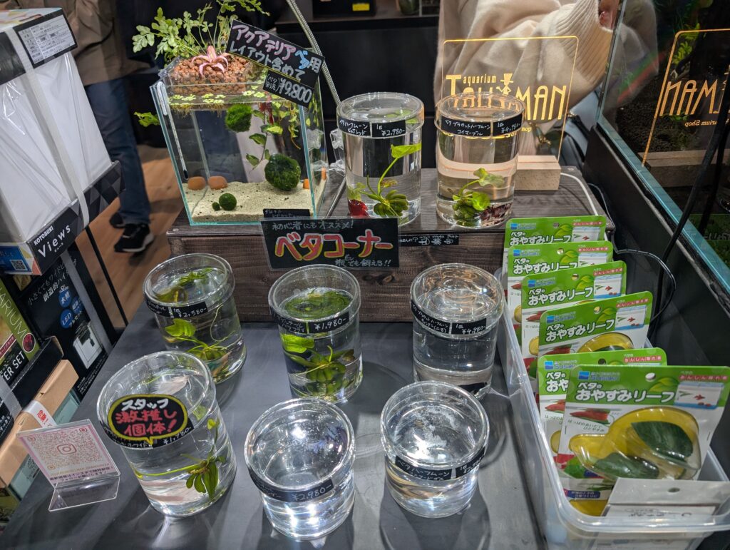 Betta fish sales section