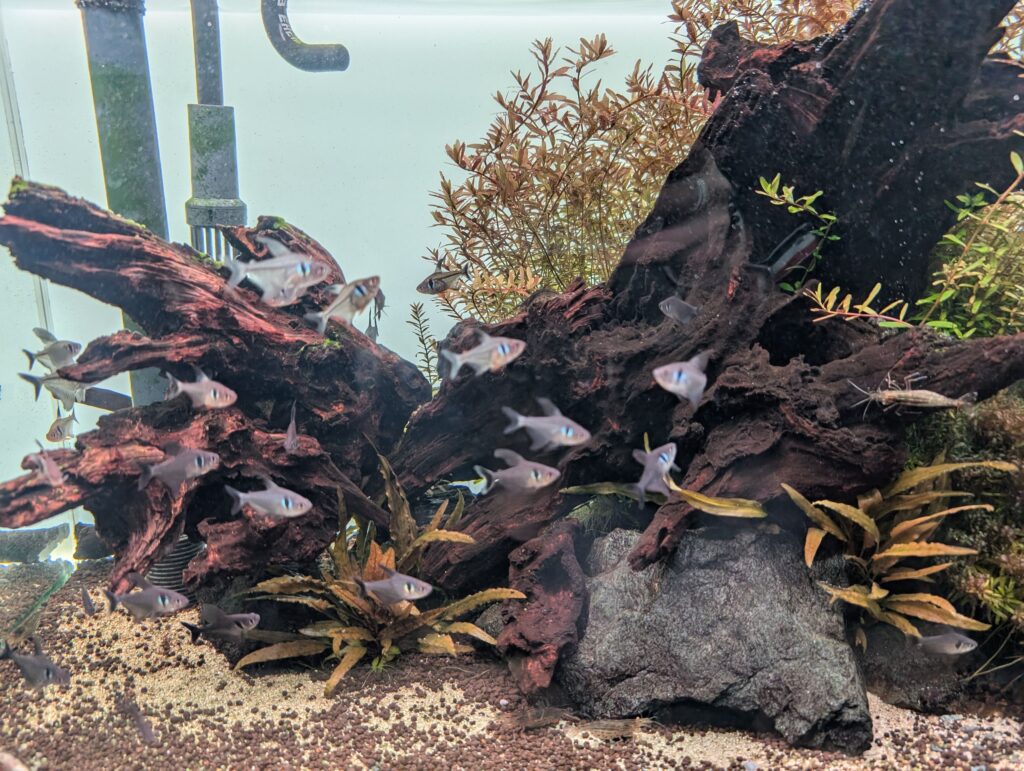 Aquarium with large driftwood
