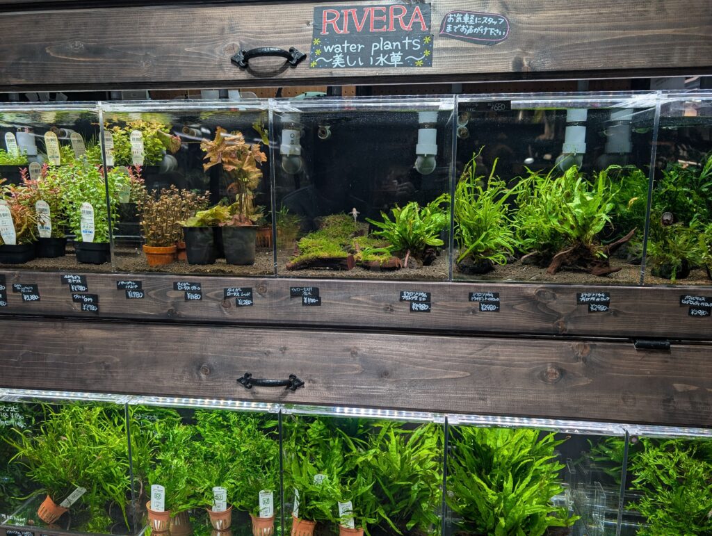 Aquatic plants attached to driftwood
