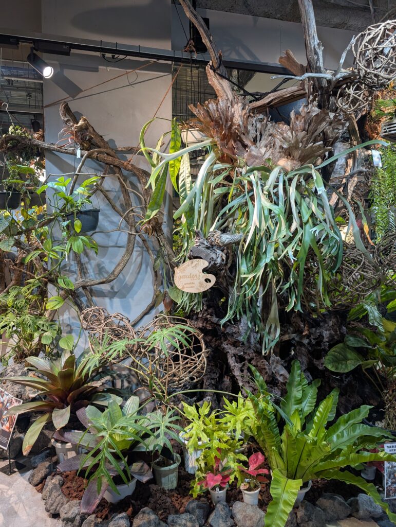 Large houseplants on display