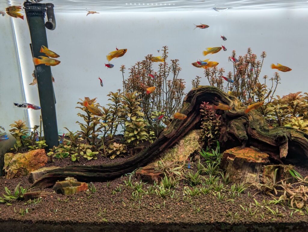 オレンジ色の熱帯魚が泳ぐ水槽