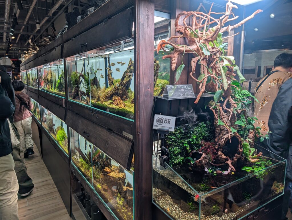 観賞魚の水槽が並ぶ店内