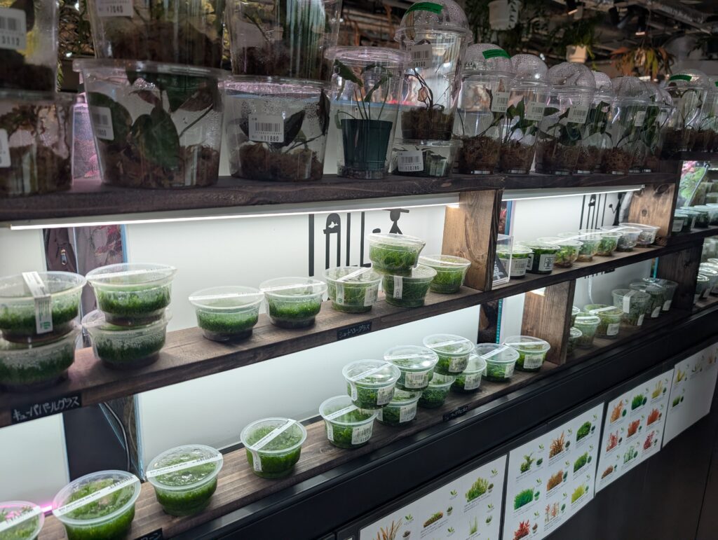 パールグラスなどの水草