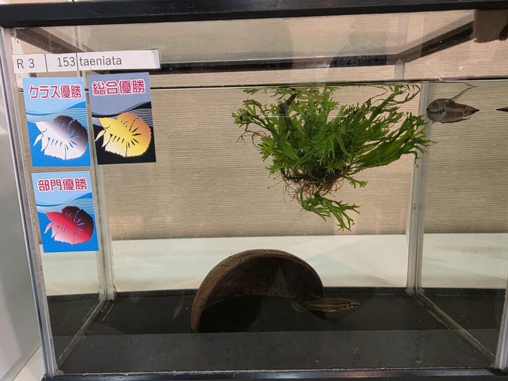 2025 overall winner Betta taeniata