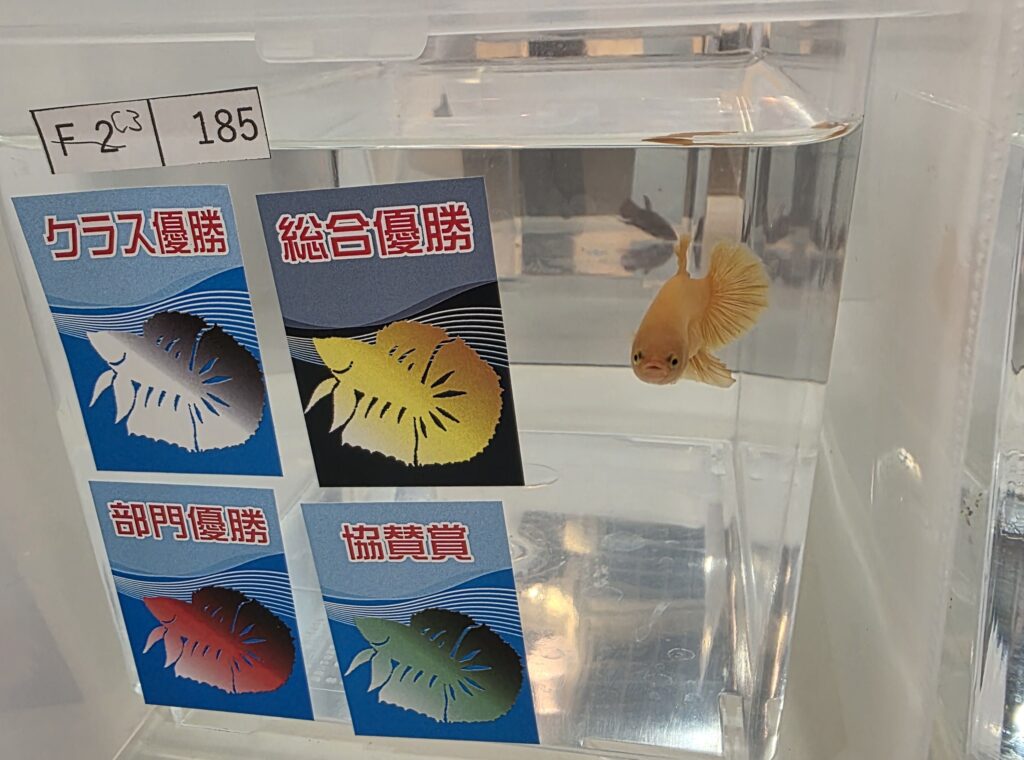 2025 overall champion Plakat Super Yellow betta