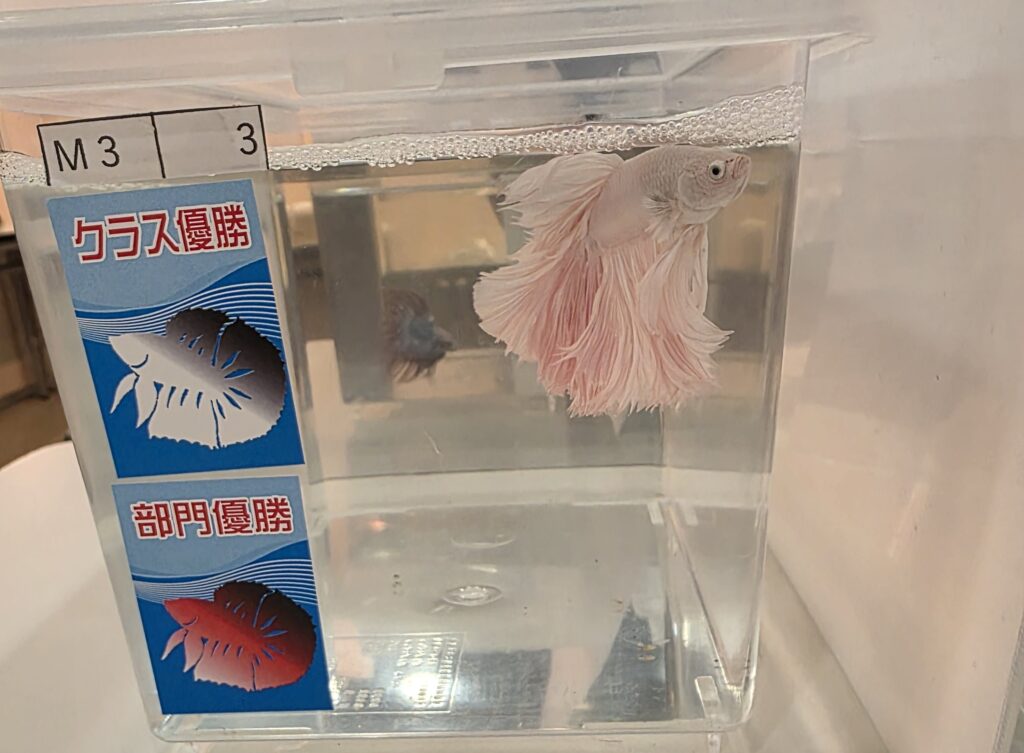 淡いピンクのハーフムーンベタ