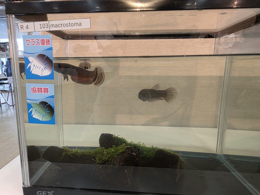 Betta macrostoma pair