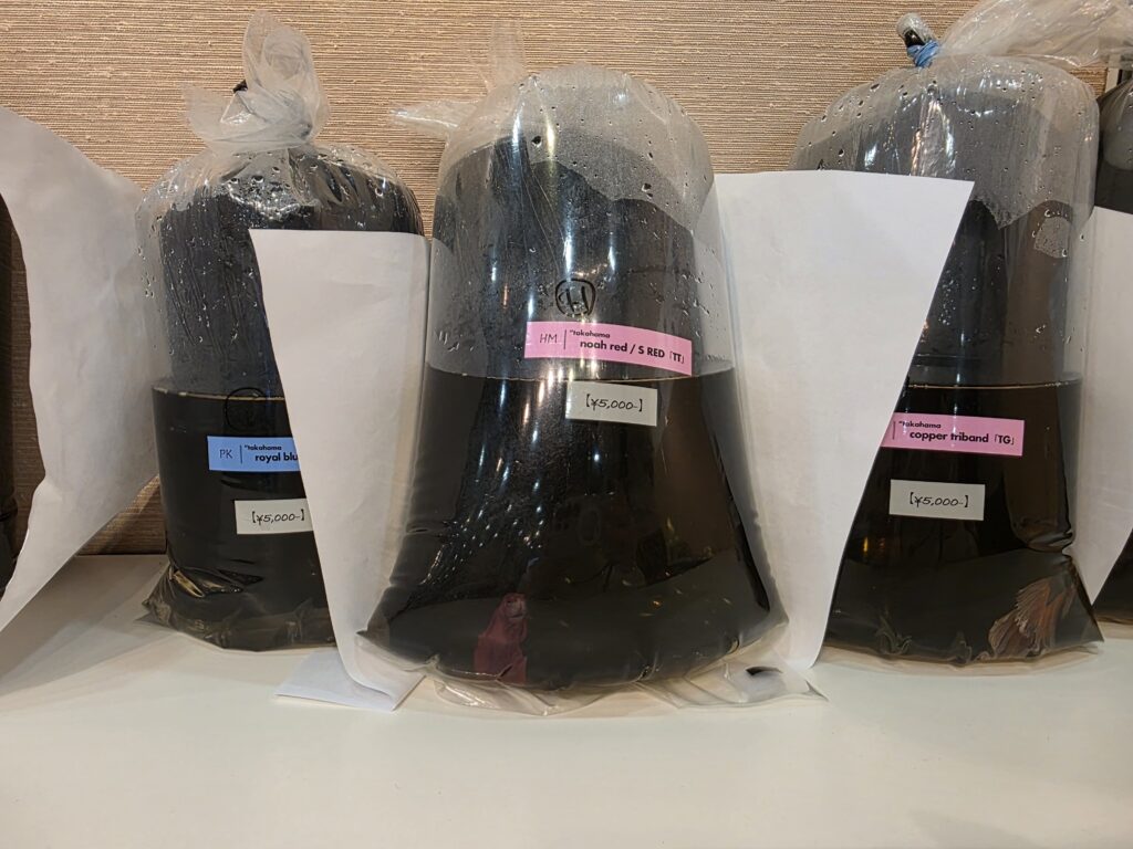 Bettas for sale in blackwater