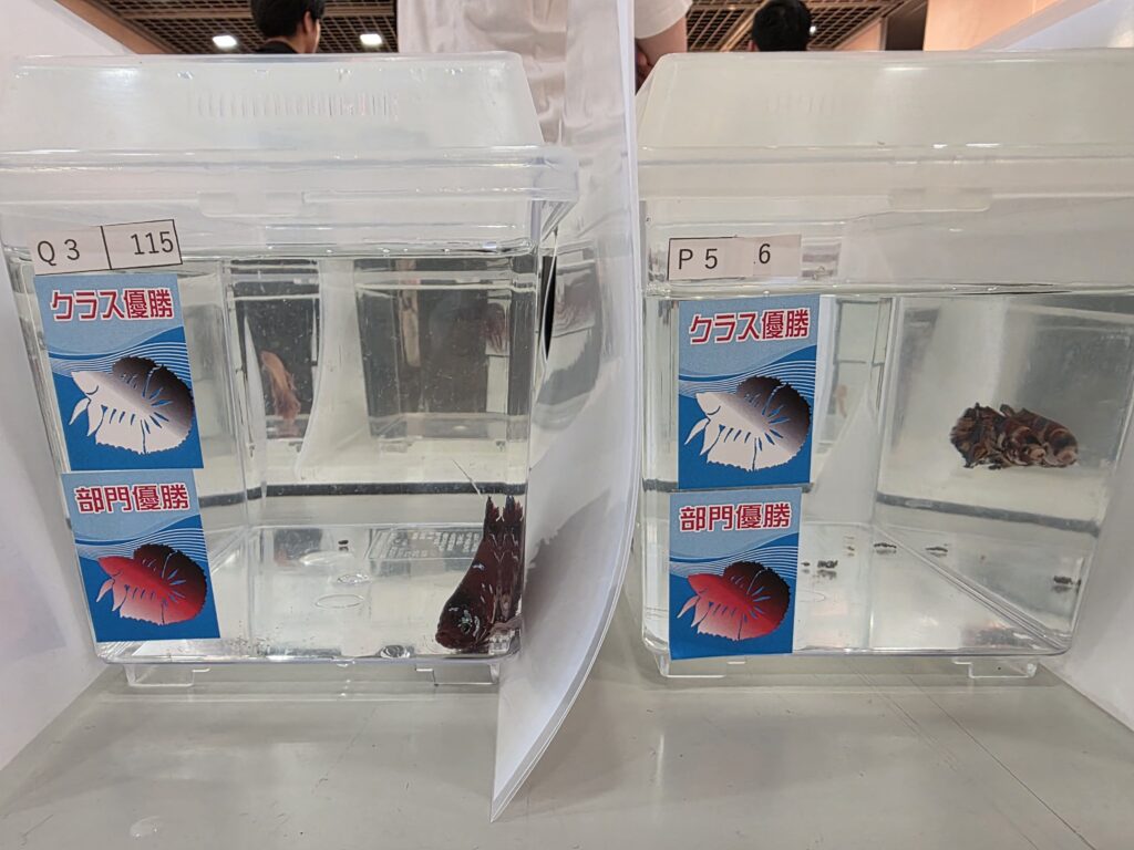 Colorful bettas with mixed colors