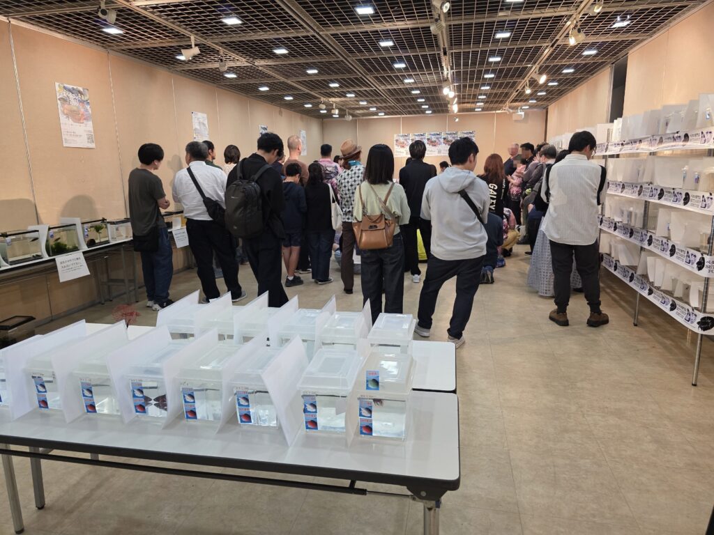 Inside the Japan Betta Contest venue