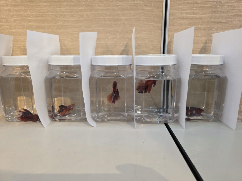 Red bettas for sale