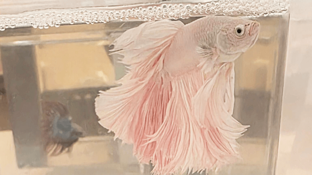 Light pink halfmoon betta fish displayed at the Japan Betta Contest 2025